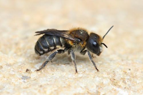 Réf. 302 335 : Osmia melanogaster